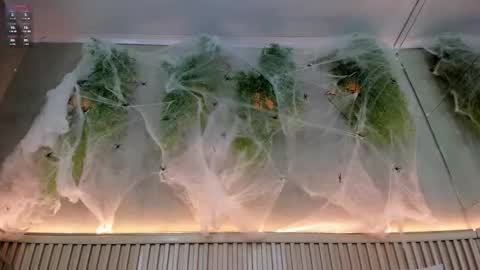 lana_lann online show from 20, 10, 2025