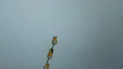 LauraMirage online show from 30, 12, 2024