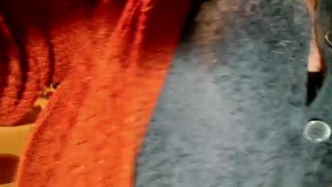 laureanne online show from 13, 12, 2024