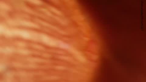 your love online show from 24, 11, 2025