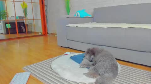 lilyt_007 online show from 14, 1, 2025