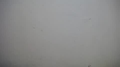 lisa_branch online show from 3, 11, 2025