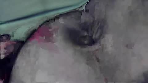 Snapshot of lofkok chatting on 12, 3, 2025 lofkok online show from 12, 3, 2025