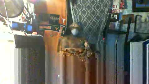 Mr. FogoDeChao online show from 22, 10, 2025