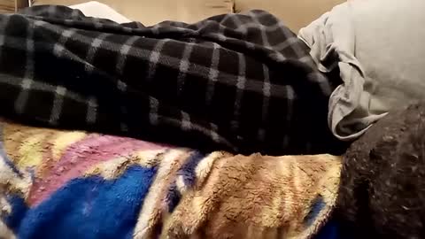 Snapshot of looking4bush chatting on 1, 12, 2024 looking4bush online show from 1, 12, 2024