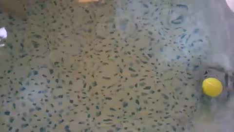 lovelyladyflaccid online show from 27, 5, 2026