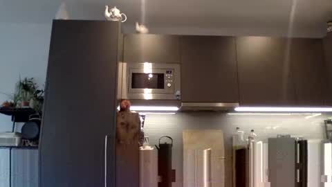 Lupine online show from 12, 12, 2024