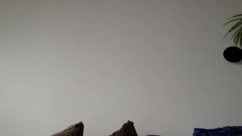 Lupine online show from 6, 3, 2026