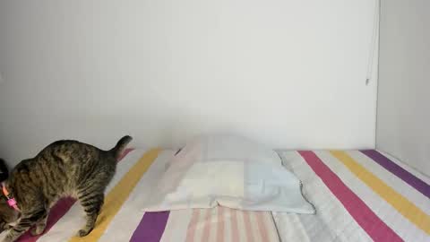 Snapshot of malucam_06 chatting on 13, 11, 2025 instagram nueela online show from 13, 11, 2025