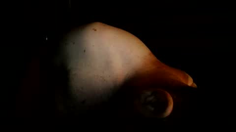 guywittitsndick online show from 2, 8, 2026
