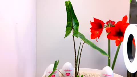 manup1977 online show from 15, 12, 2025