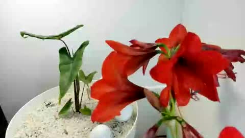 manup1977 online show from 15, 12, 2025