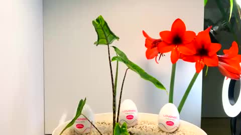 manup1977 online show from 16, 12, 2025