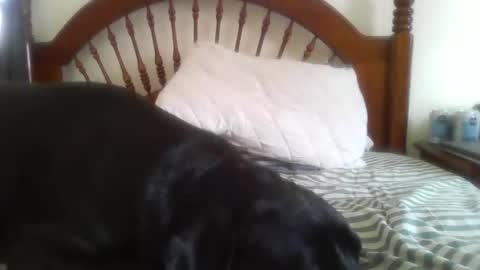 Davis online show from 14, 2, 2026