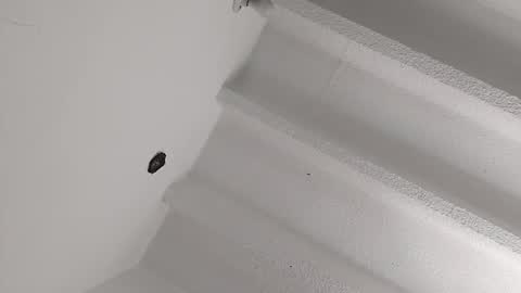 Miki online show from 8, 1, 2025