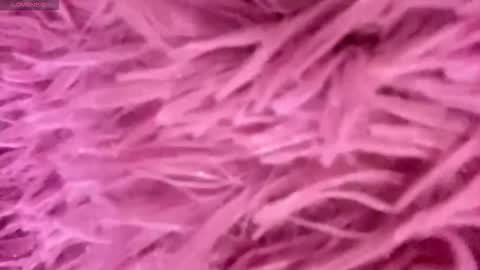 Snapshot of minforbush chatting on 15, 11, 2025 Amelia online show from 15, 11, 2025