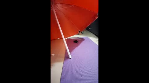 morbucksrica online show from 15, 2, 2026