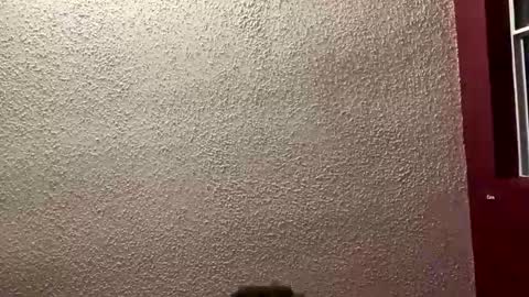 Angel online show from 19, 1, 2026