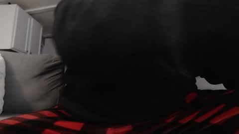 Snapshot of mrshlongboy21 chatting on 25, 1, 2025 mrshlongboy21 online show from 25, 1, 2025