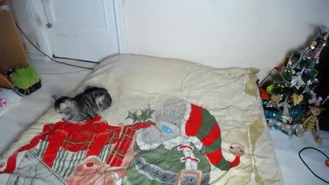 Muse Ali  online show from 30, 12, 2024