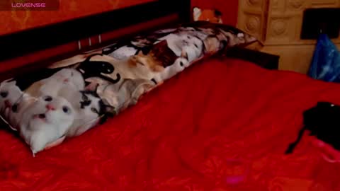 housewife Eva online show from 30, 1, 2025