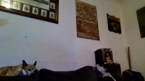 Snapshot of niceozziecockxxx chatting on 13, 2, 2025 Sexiishaine online show from 13, 2, 2025