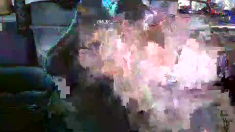 Snapshot of nicholaastavrou1977066464511s chatting on 19, 12, 2025 nick stavrou online show from 19, 12, 2025