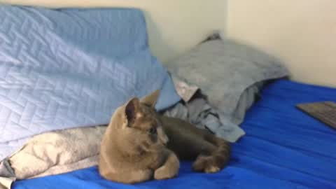 Snapshot of nickjordan1 chatting on 19, 12, 2024 Nicolas online show from 19, 12, 2024