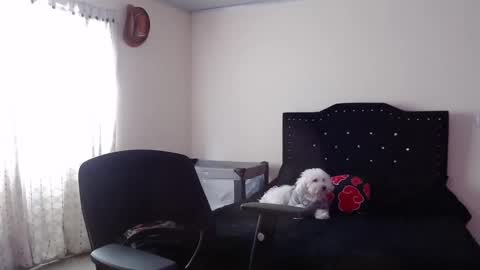 Snapshot of nicoletta_c66 chatting on 20, 11, 2025 Nicole online show from 20, 11, 2025