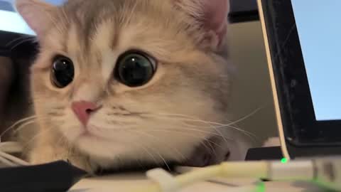 Snapshot of nochnoye_soltse chatting on 20, 2, 2025 Sun or Luna online show from 20, 2, 2025