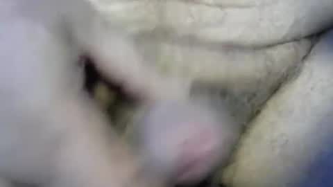 Snapshot of ogasmbyoral chatting on 4, 12, 2024 ogasmbyoral online show from 4, 12, 2024