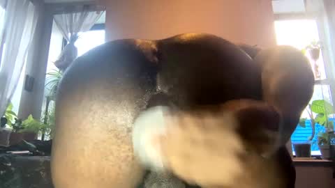 bbygtbckkk online show from 3, 1, 2025