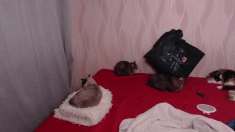 Snapshot of olivia_redd chatting on 17, 12, 2024 Olivia online show from 17, 12, 2024