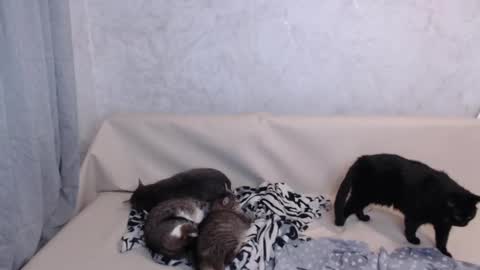 Snapshot of olivia_redd chatting on 19, 9, 2025 Olivia online show from 19, 9, 2025