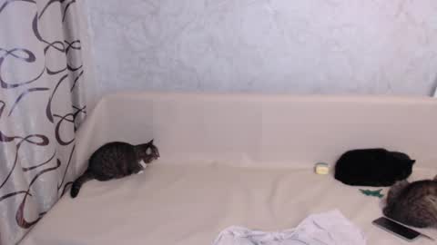 Snapshot of olivia_redd chatting on 3, 11, 2025 Olivia online show from 3, 11, 2025