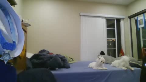 Snapshot of oorah1775 chatting on 22, 12, 2024 oorah1775 online show from 22, 12, 2024