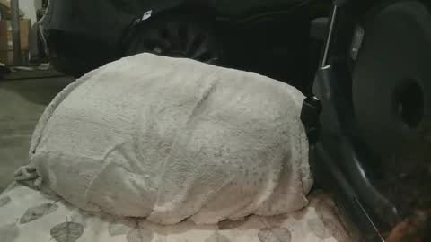 Snapshot of originalcali95 chatting on 15, 12, 2025 originalcali95 online show from 15, 12, 2025