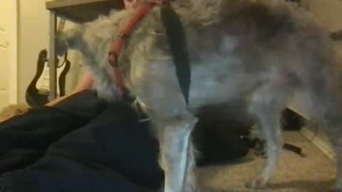 Snapshot of ossignol_xxx chatting on 22, 1, 2025 rossignol online show from 22, 1, 2025