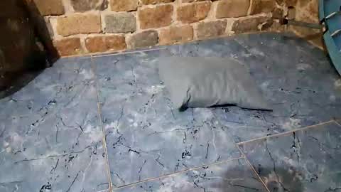 pablouyu online show from 11, 2, 2026