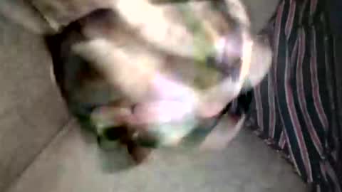 Superfeno online show from 19, 2, 2026