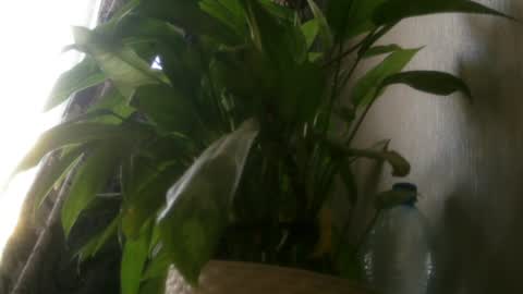 pamela_passion online show from 20, 7, 2026