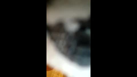 Paw online show from 22, 1, 2025