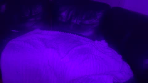 paybarbi online show from 16, 11, 2025