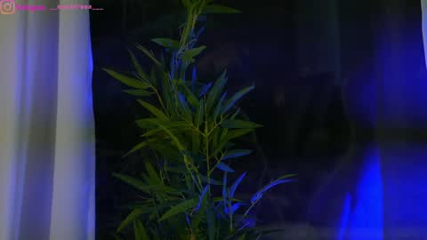 Snapshot of perfectt33n chatting on 25, 1, 2025 Dee online show from 25, 1, 2025