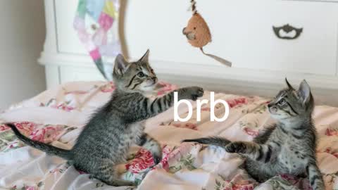 Snapshot of pink_girl0n chatting on 17, 11, 2025 Kitty online show from 17, 11, 2025