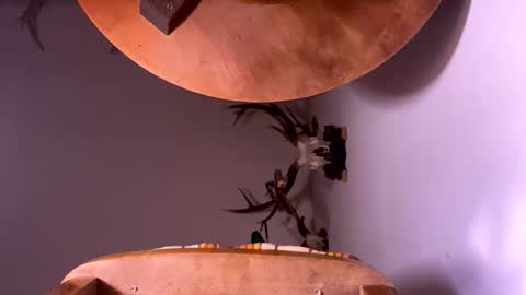 PornStriker online show from 19, 10, 2025