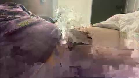 prishpreed23 online show from 12, 3, 2026