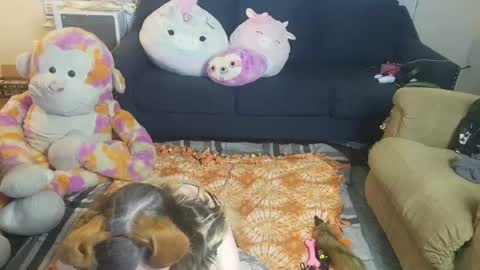 Snapshot of puppygirllovestobeg chatting on 21, 6, 2026 puppygirllovestobeg online show from 21, 6, 2026
