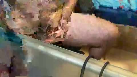 pussy_muncher_691 online show from 8, 10, 2025