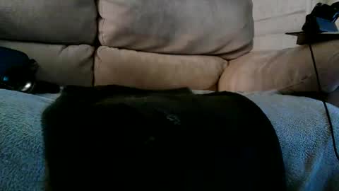 Bi daddy online show from 10, 12, 2024